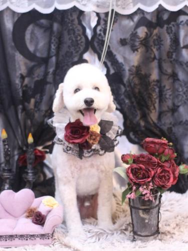 20231028ビビくん